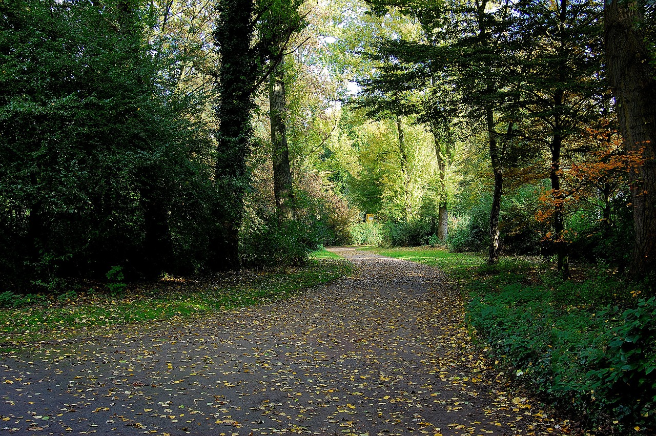 forest away forest path free photo