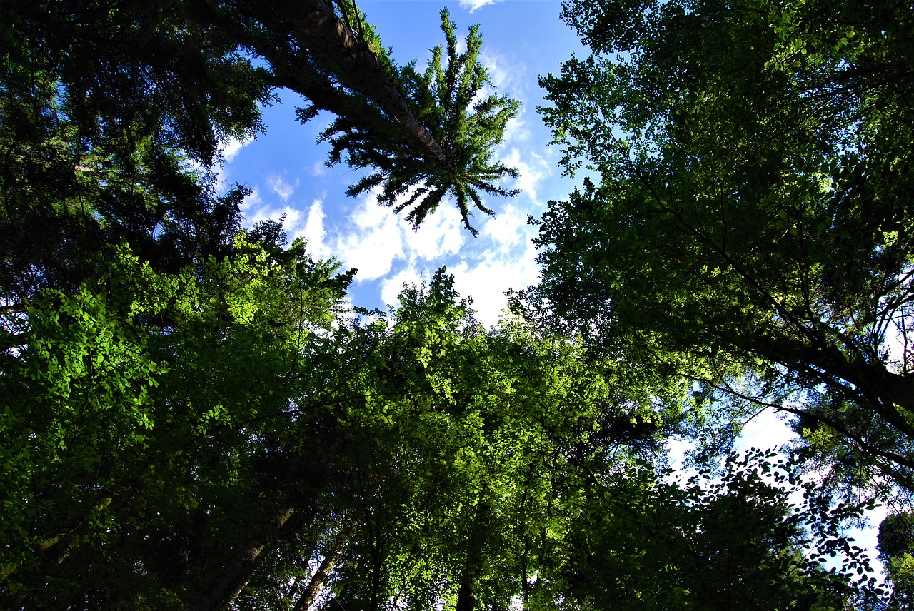 forest  trees  branches free photo