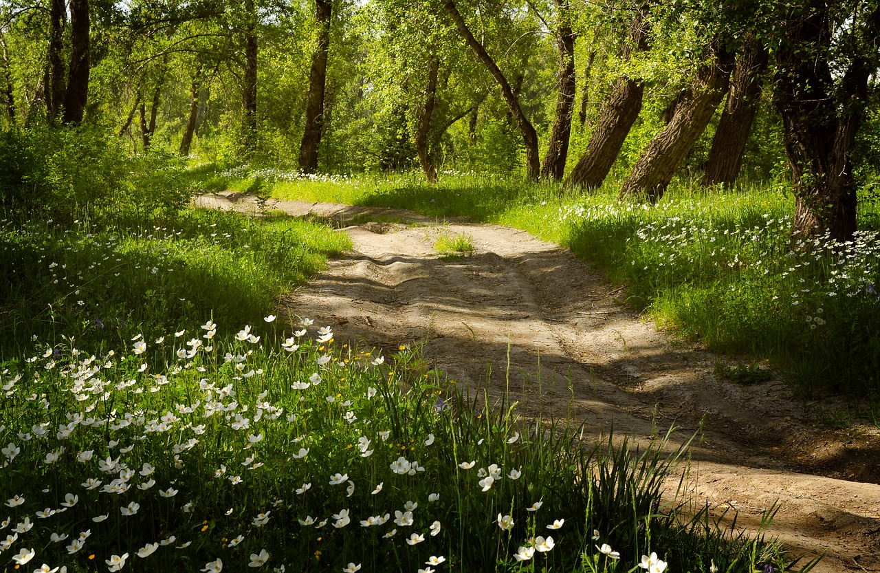 forest  flowers  summer free photo