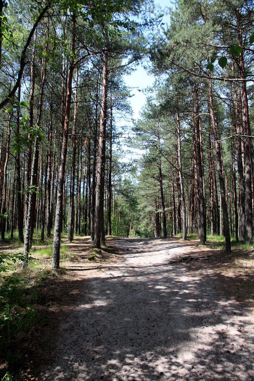 forest  coniferous forest  pine forest free photo