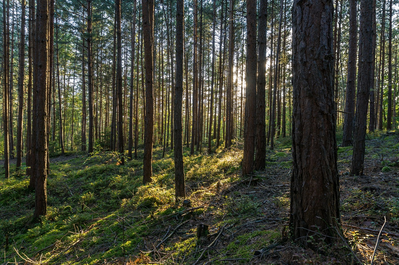 forest  thuringia germany  backlighting free photo