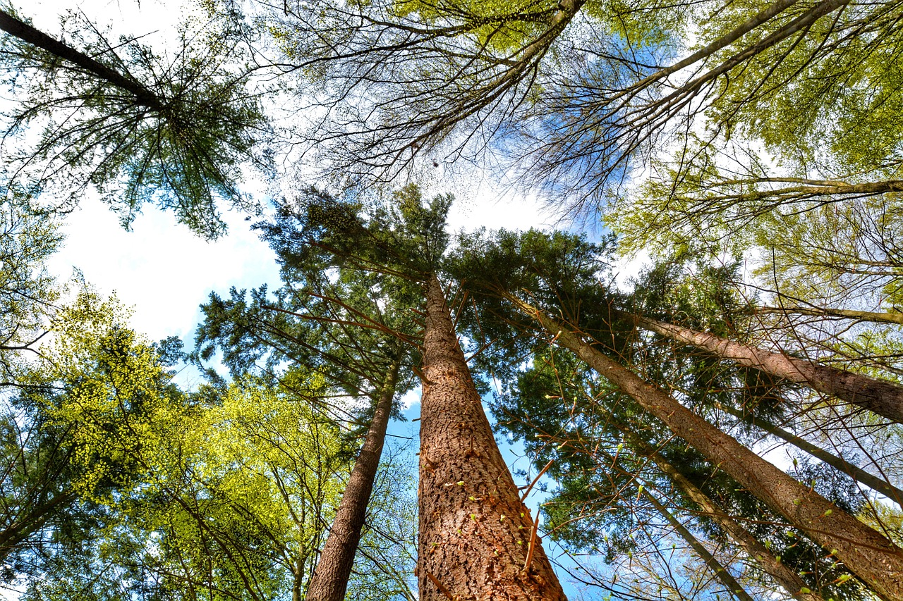 forest tree trees free photo