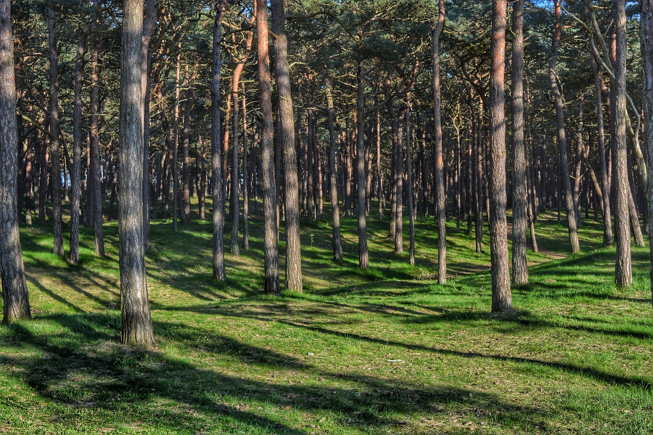 forest tree trees free photo