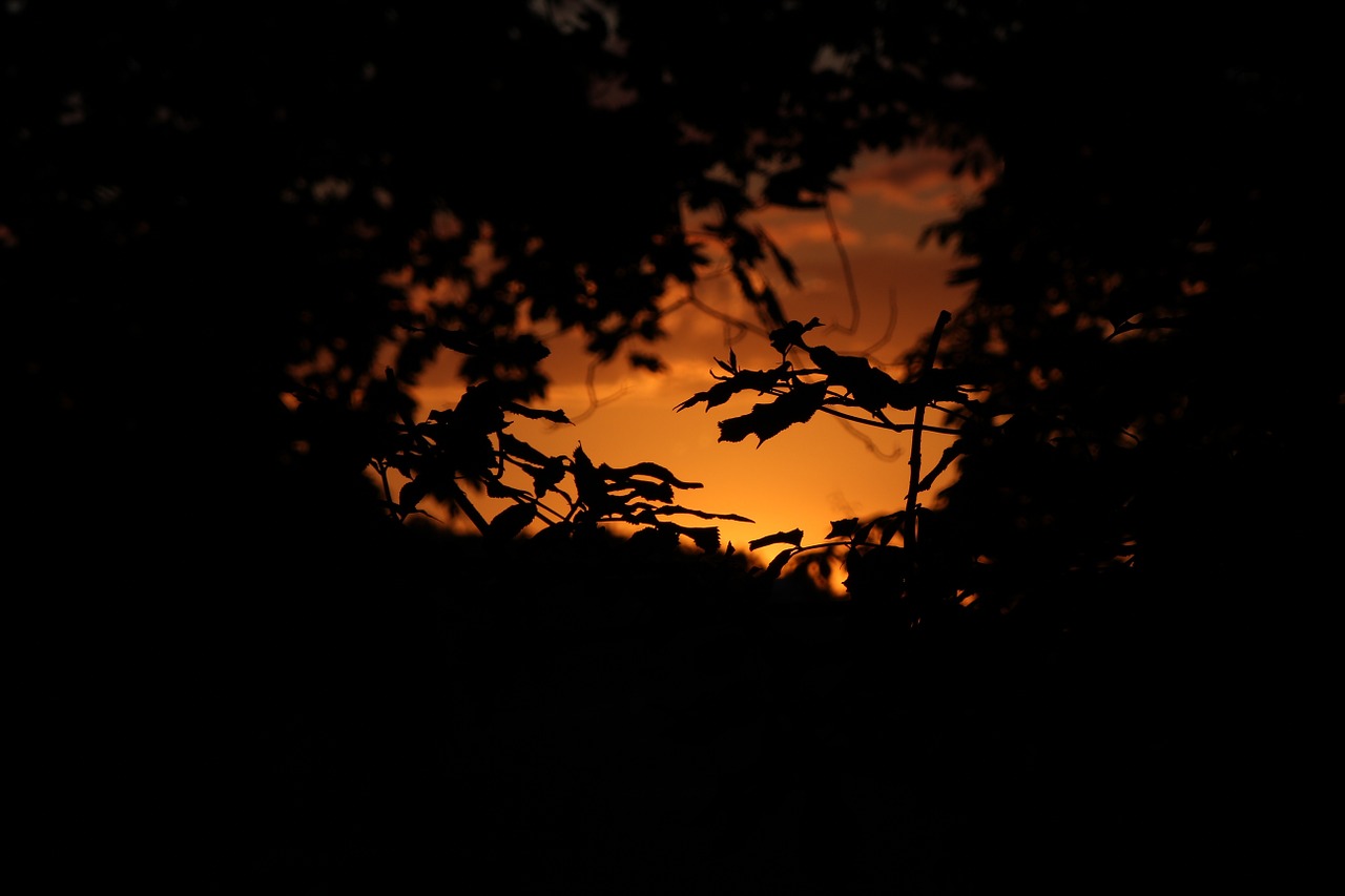 forest sunset leaves free photo