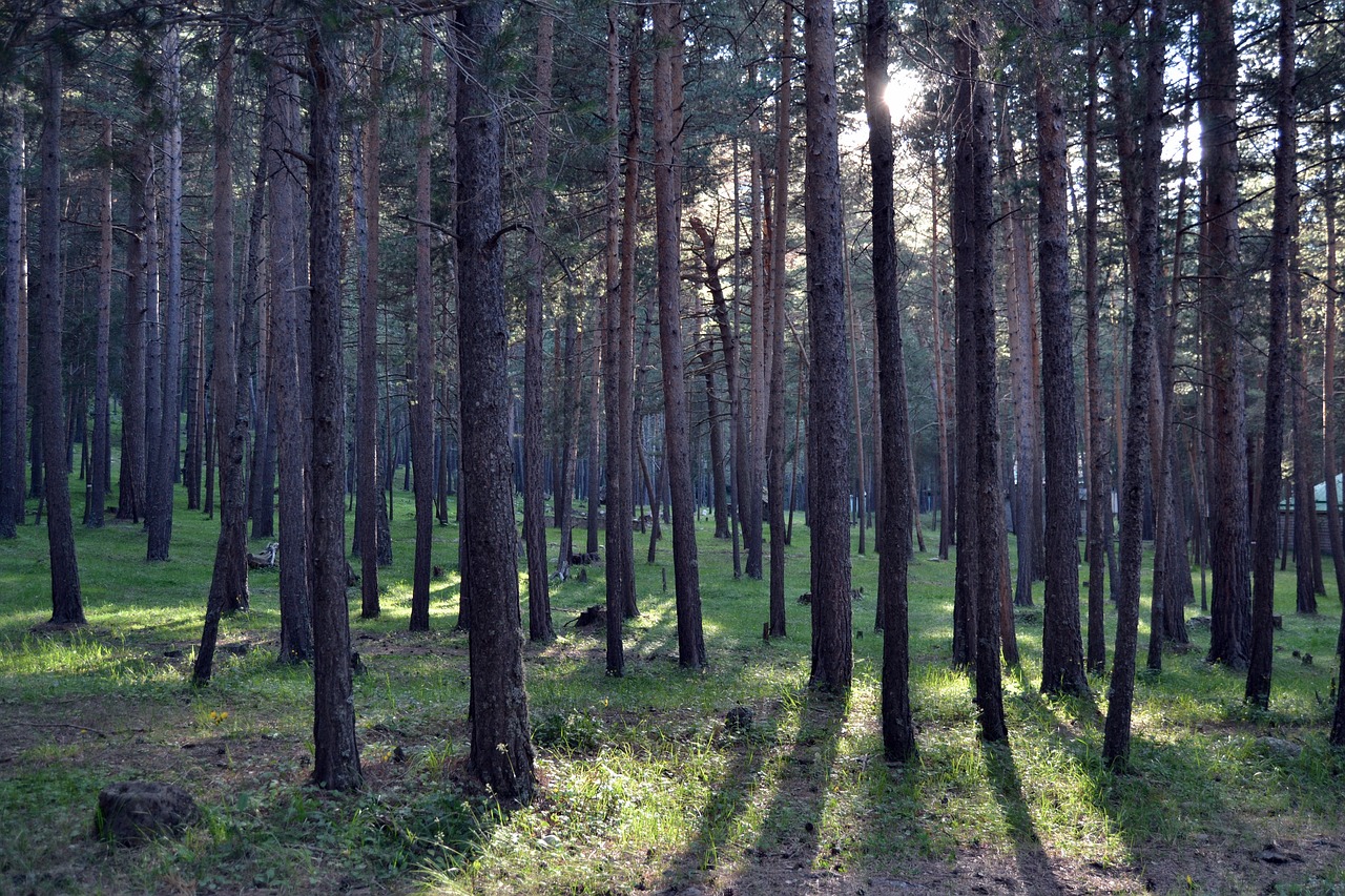 forest  mountains  nature free photo