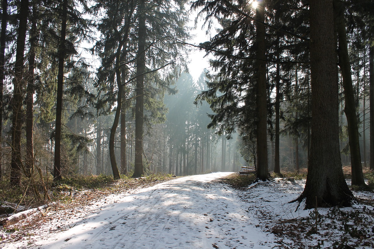 forest  winter  snow free photo