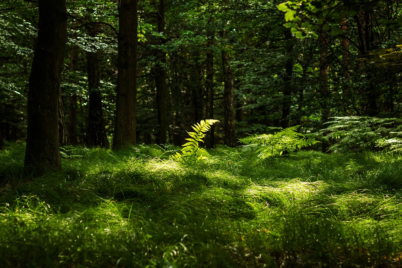 forest  fern  nature free photo