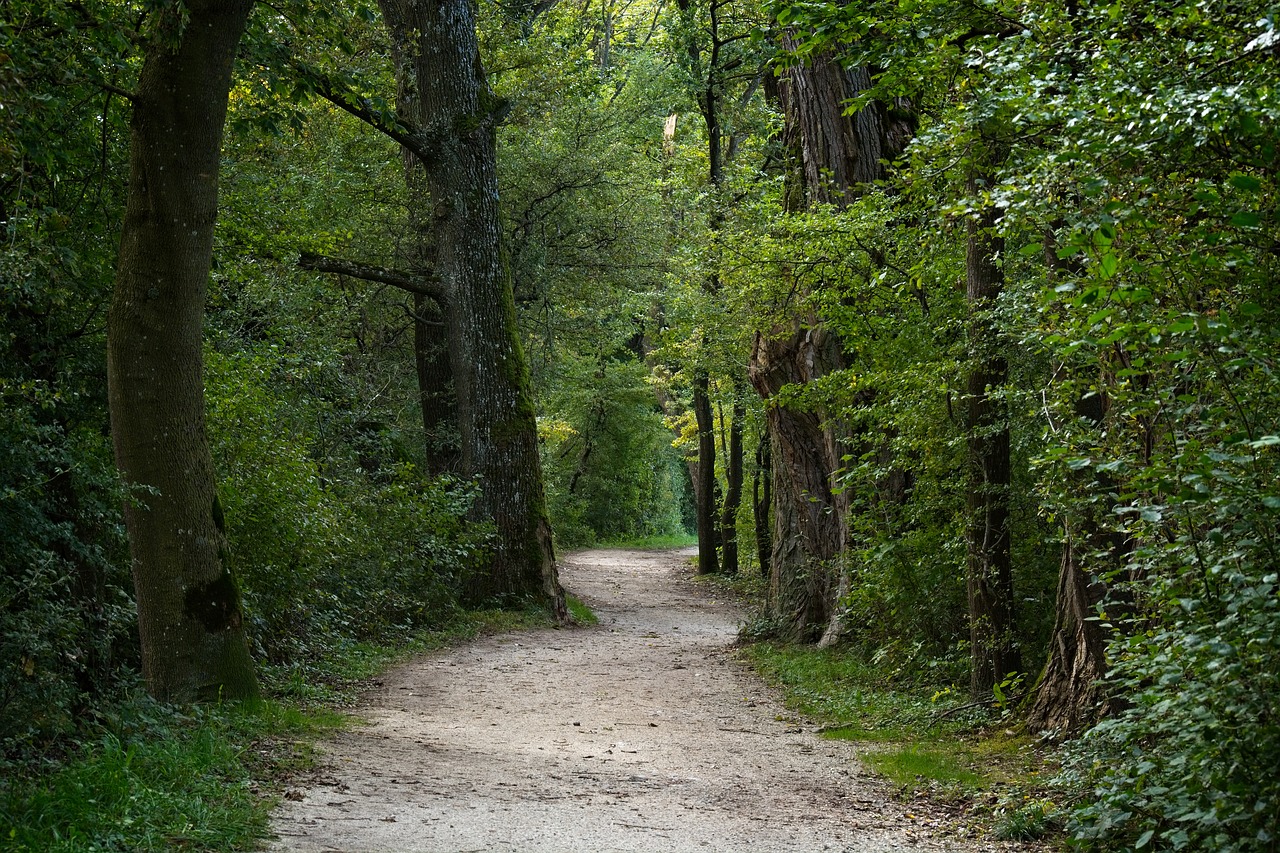 forest  away  forest path free photo