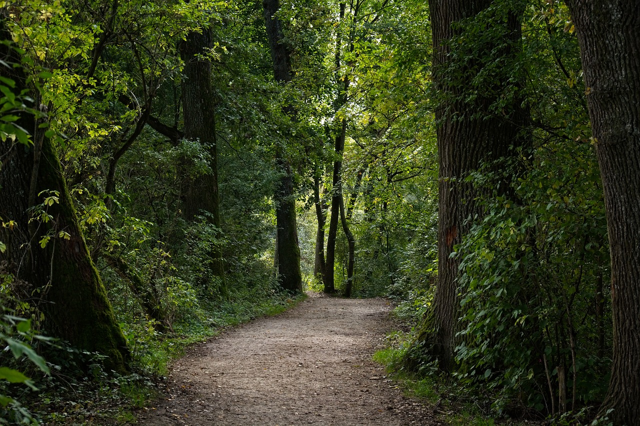 forest  away  forest path free photo