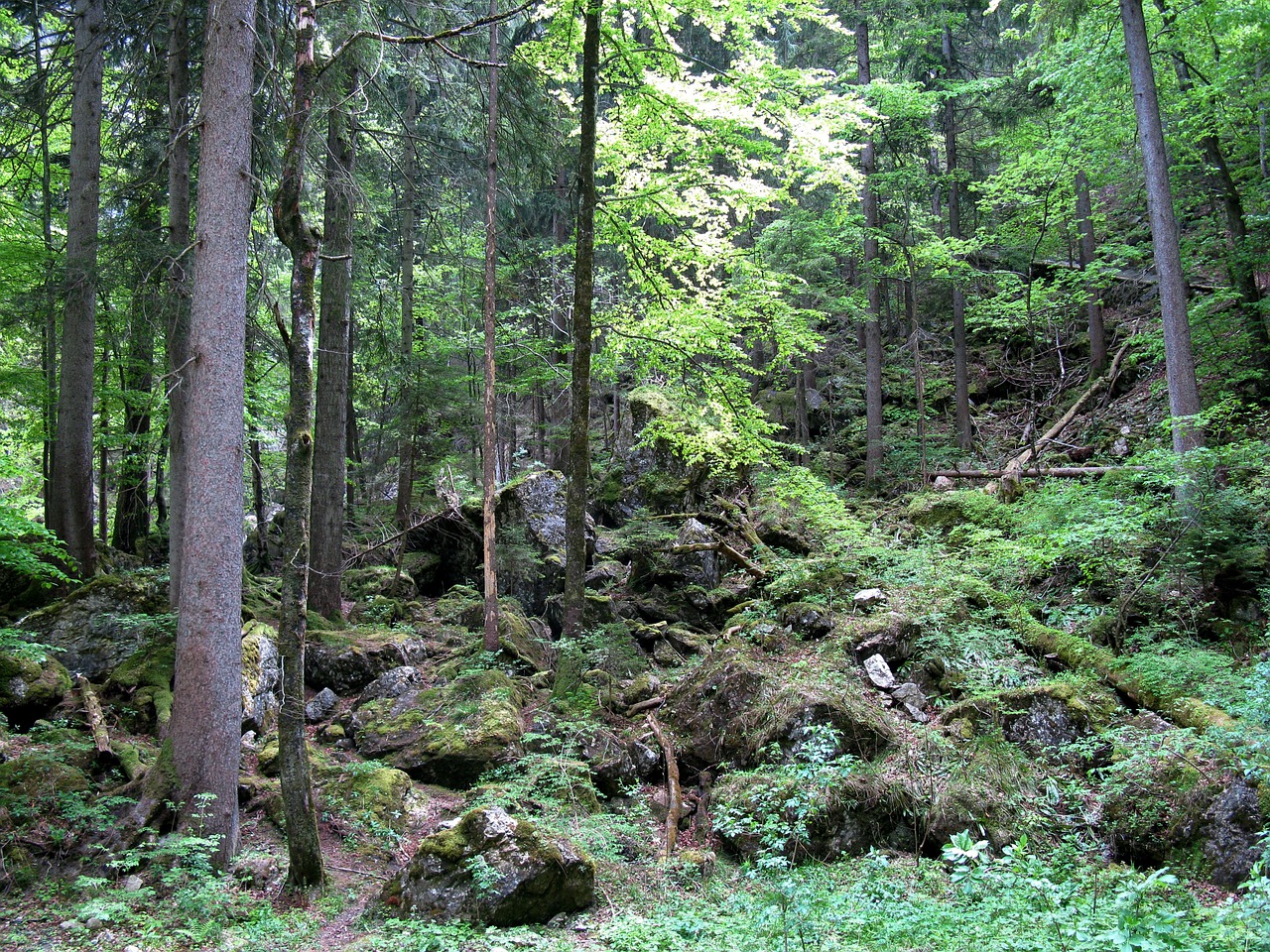 forest kristin poellatschlucht free photo