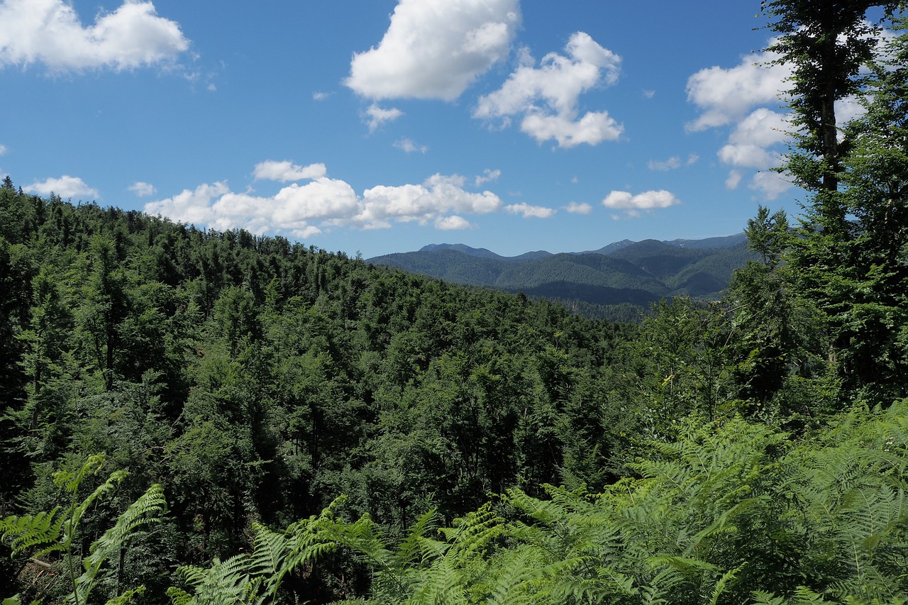 forest  clouds  panorama free photo