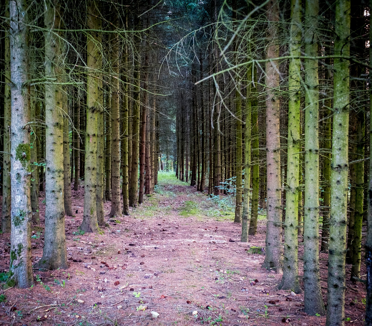 forest  away  forest path free photo