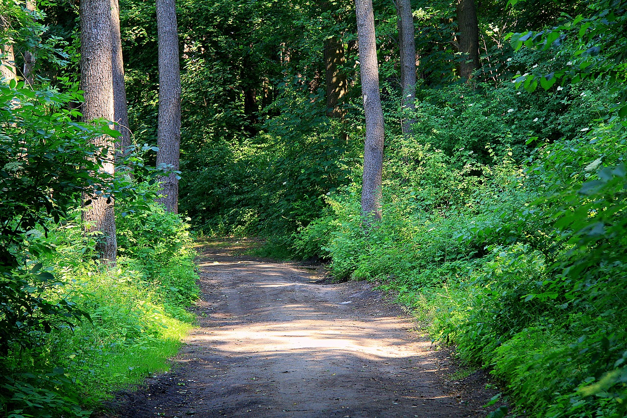 forest  trail forest  tourism free photo