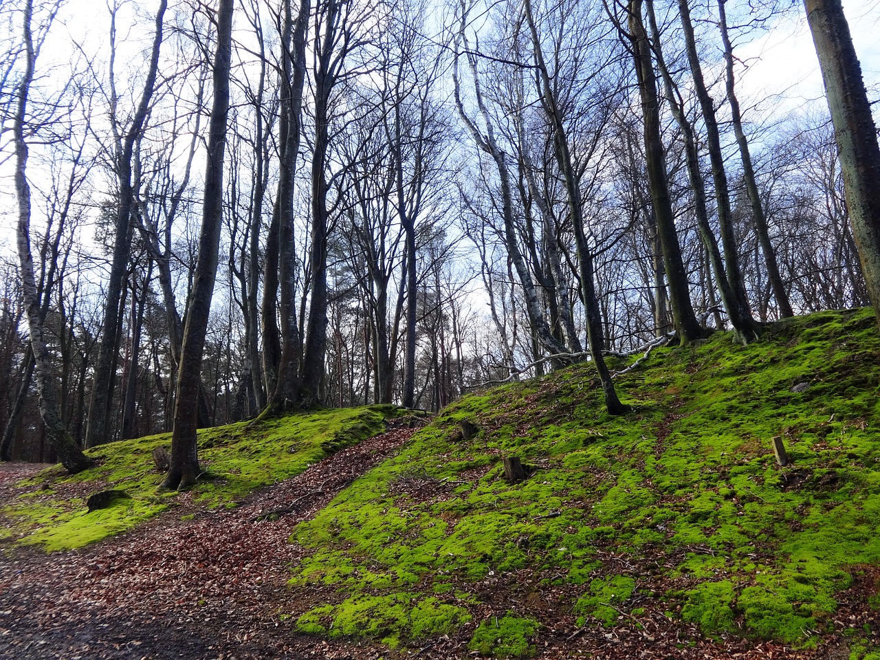 forest  tree  landscape free photo