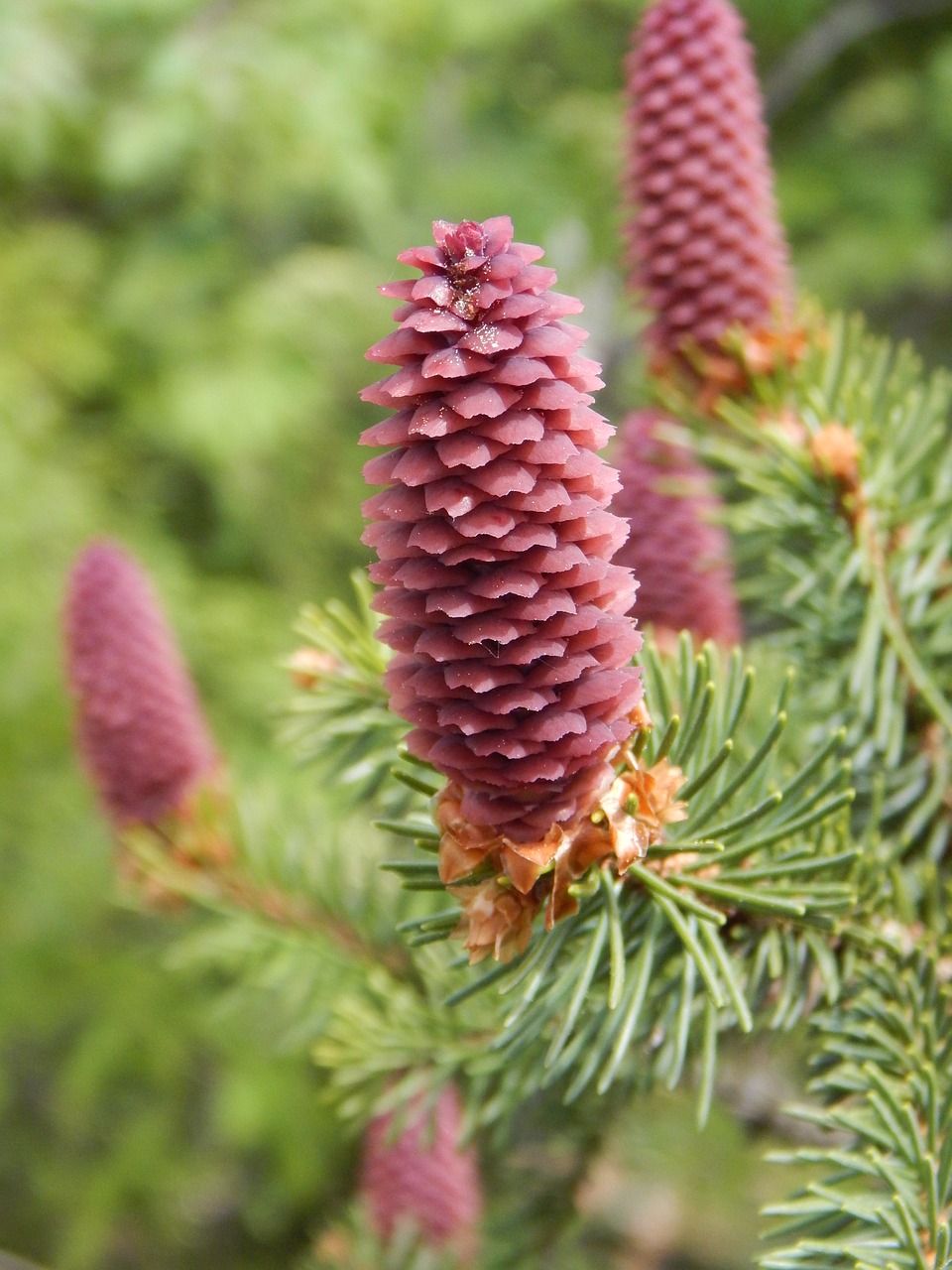 forest  pine cones  nature free photo