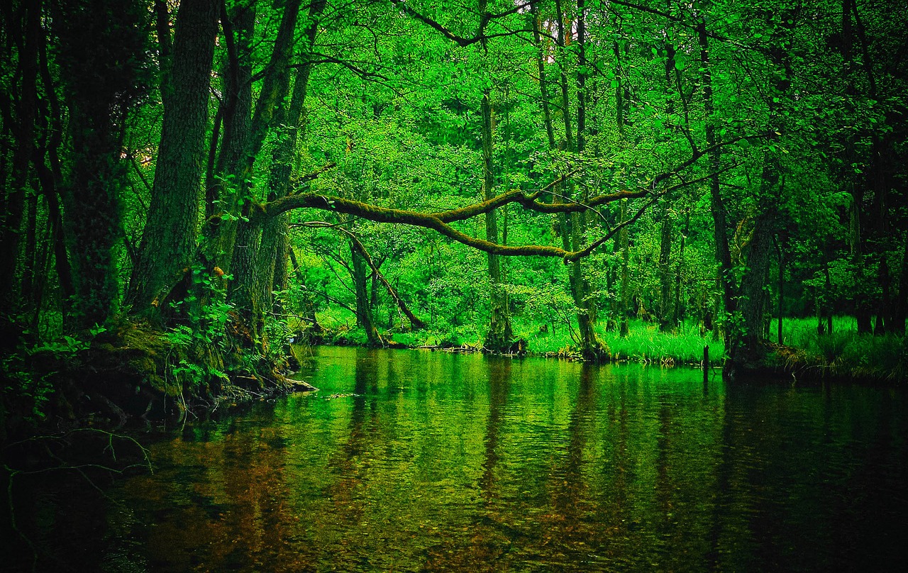 forest  river  nature free photo
