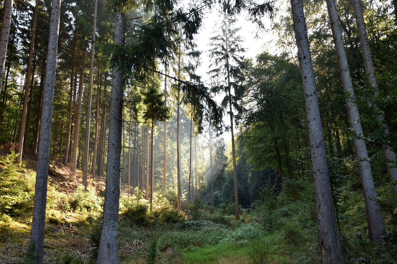 forest  morgenstimmung  light beam free photo