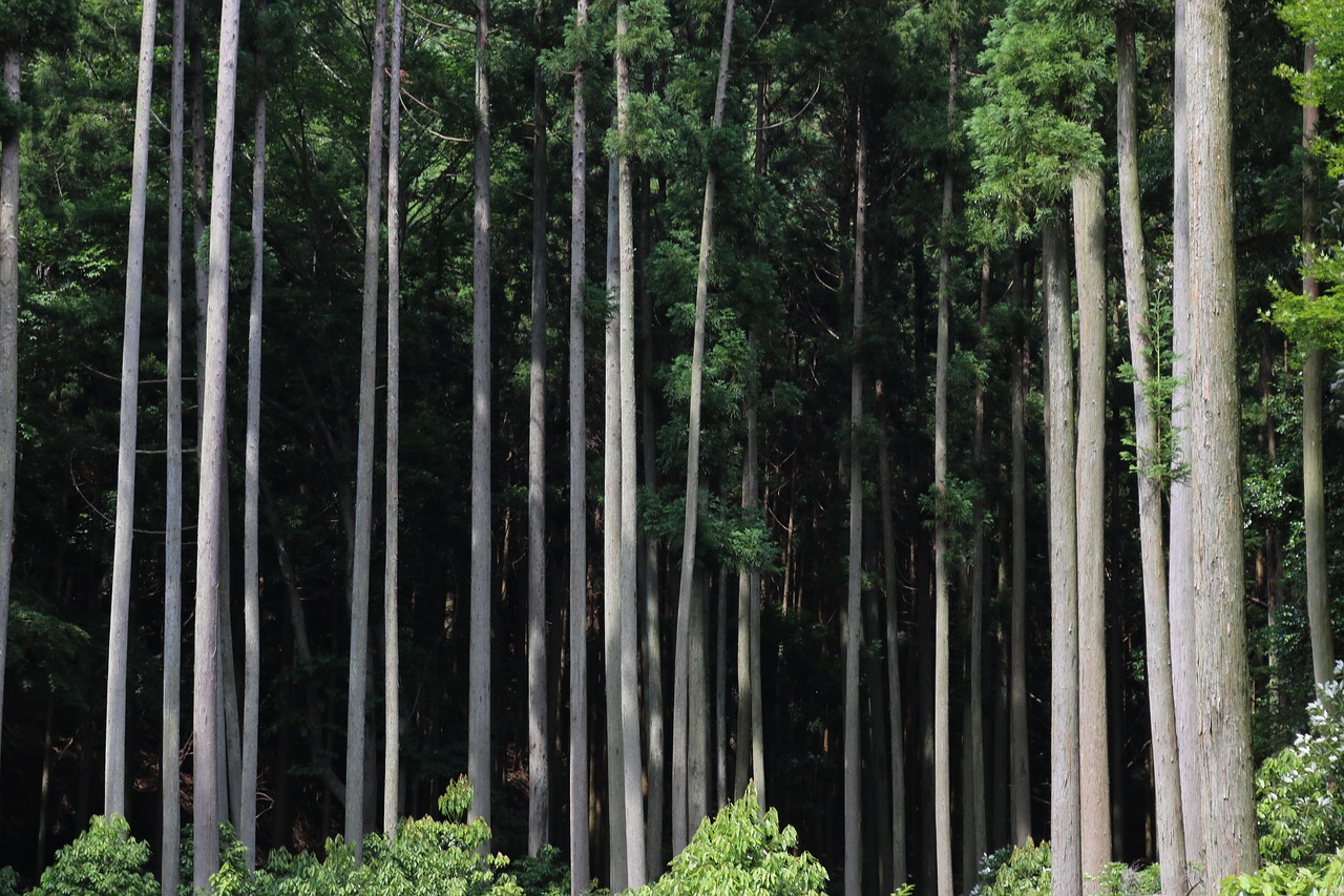 forest  tsushima  views free photo