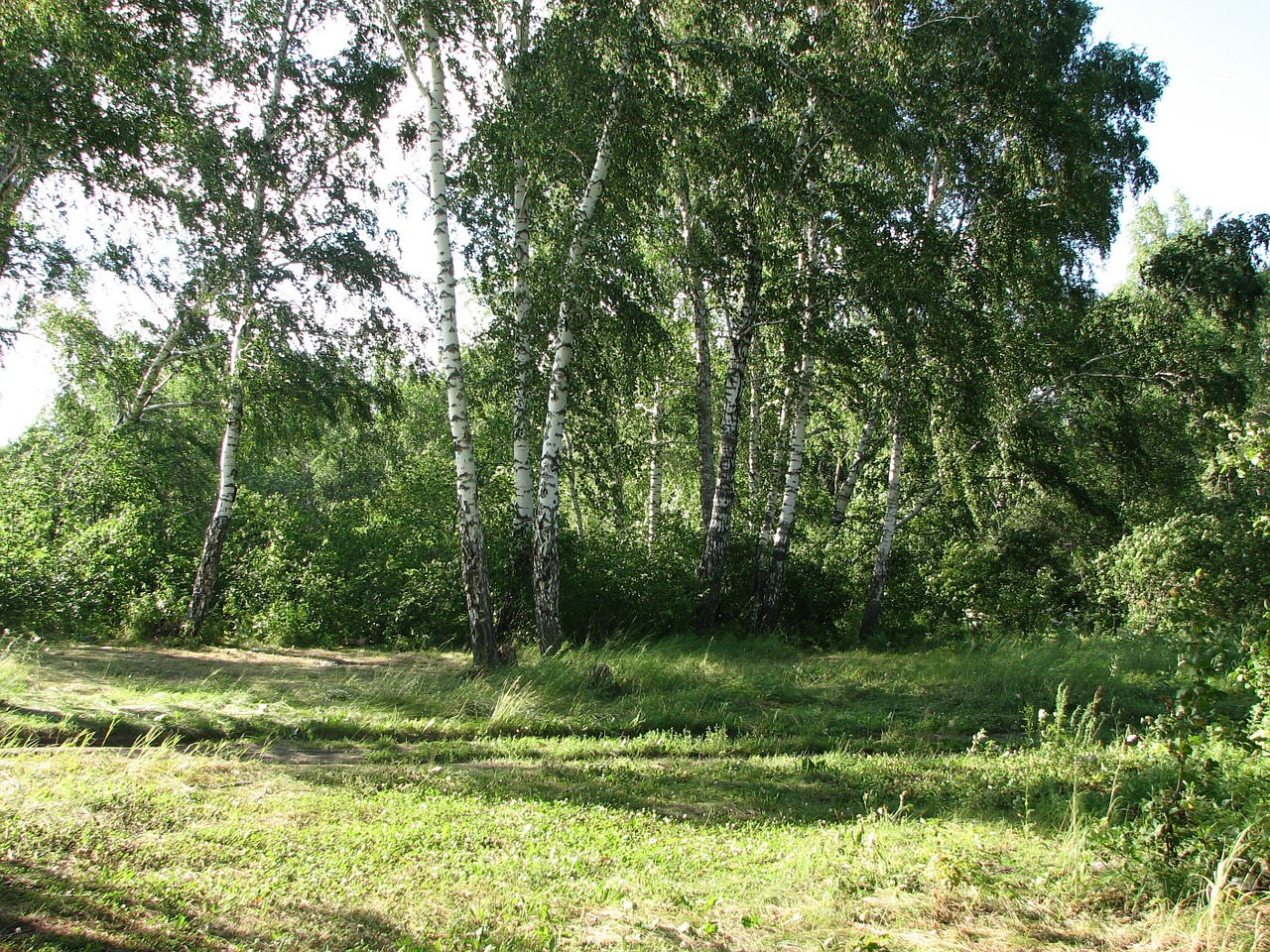 forest nature wind free photo