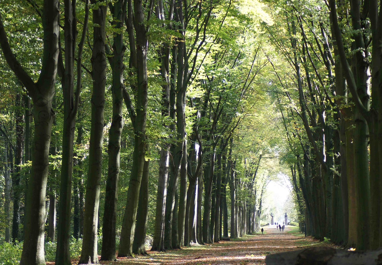 forest  tunnel  light free photo