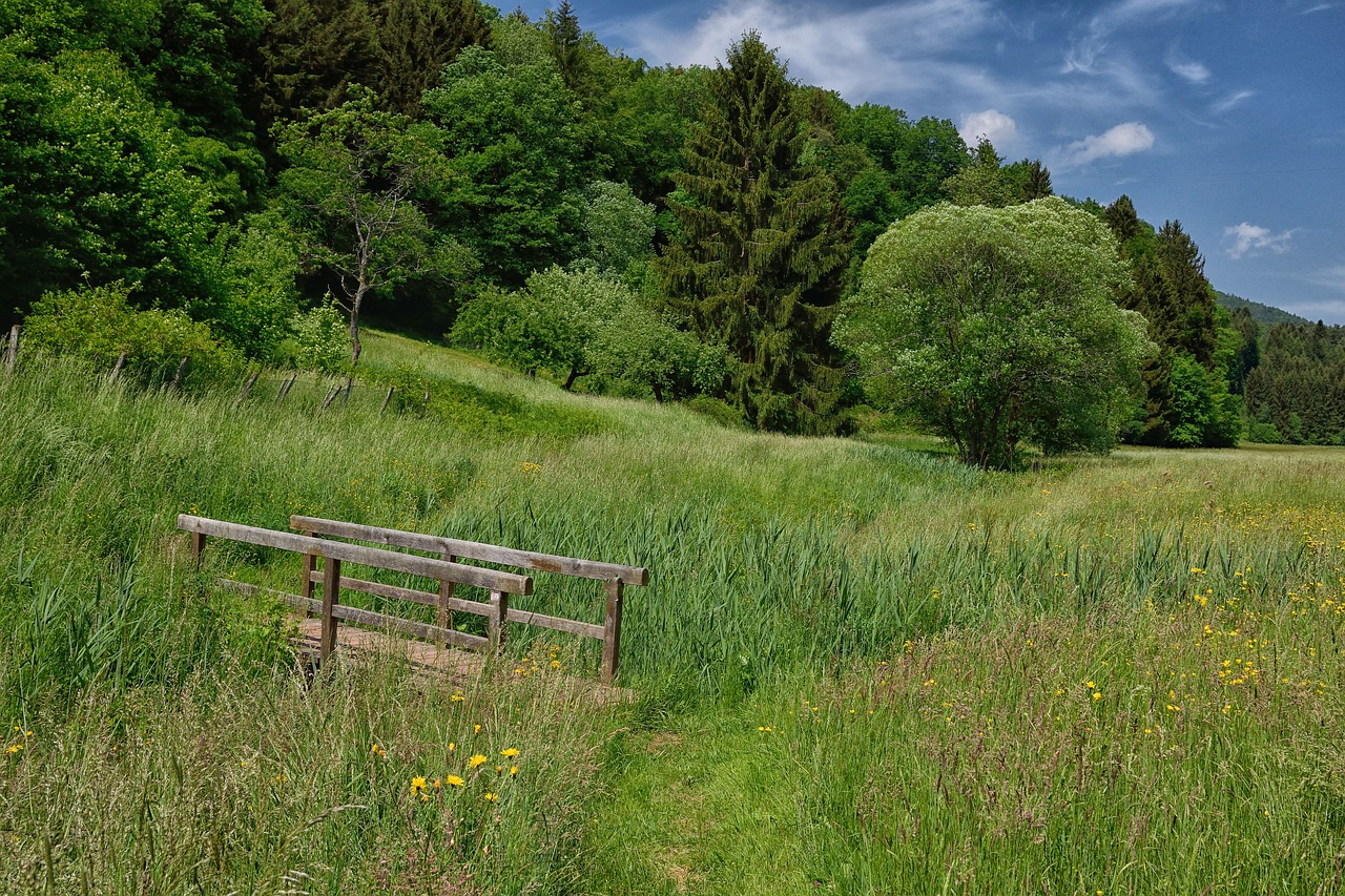 forest  green  nature free photo