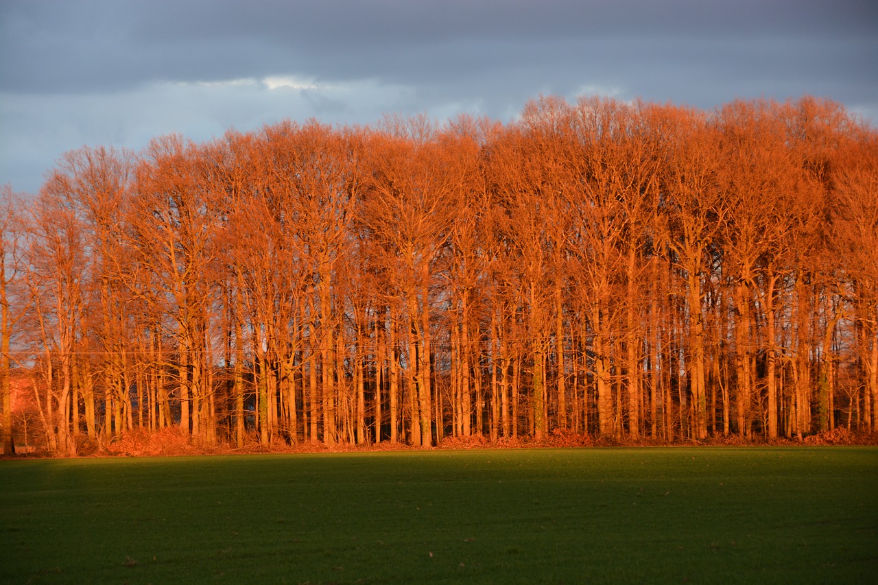 forest  sunlight  autumn free photo