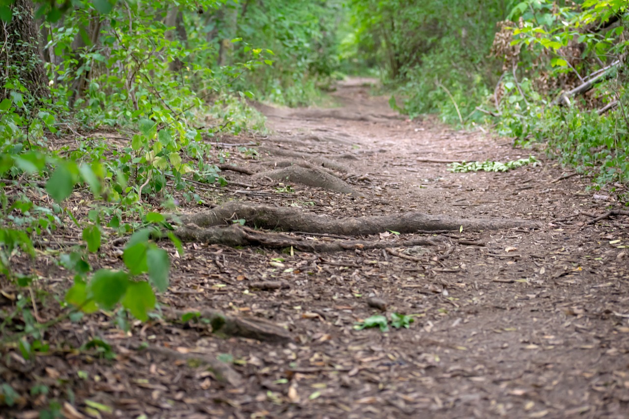 forest  way  wild free photo