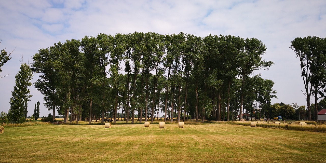 forest  field  landscape free photo