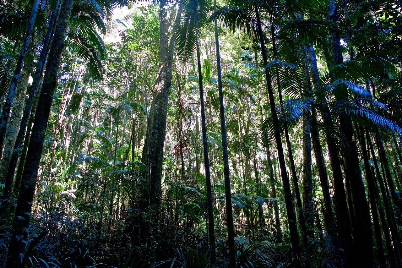 forest  tropical  light free photo