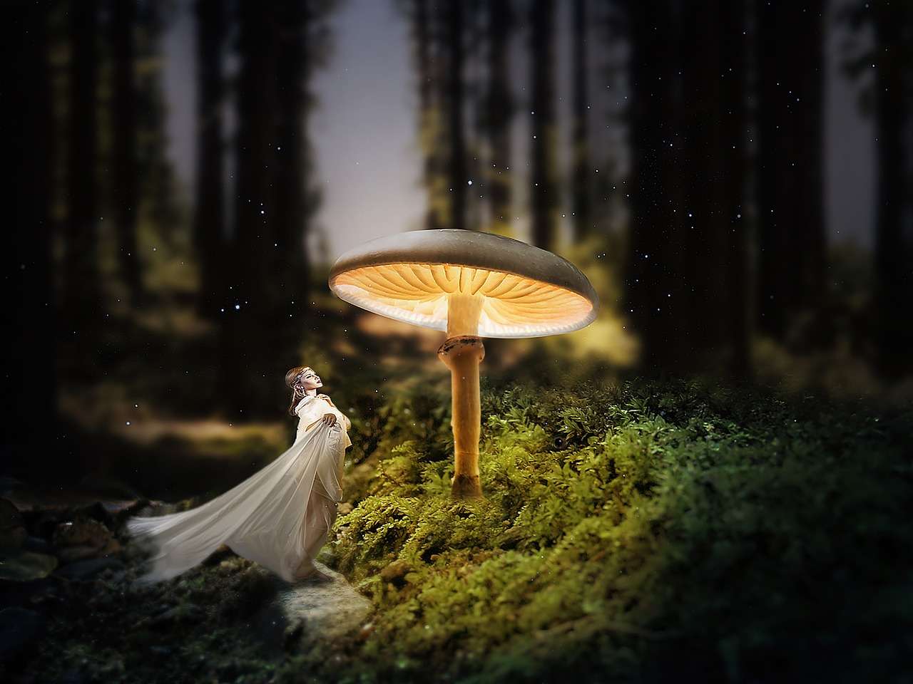 forest  mushroom  dark free photo
