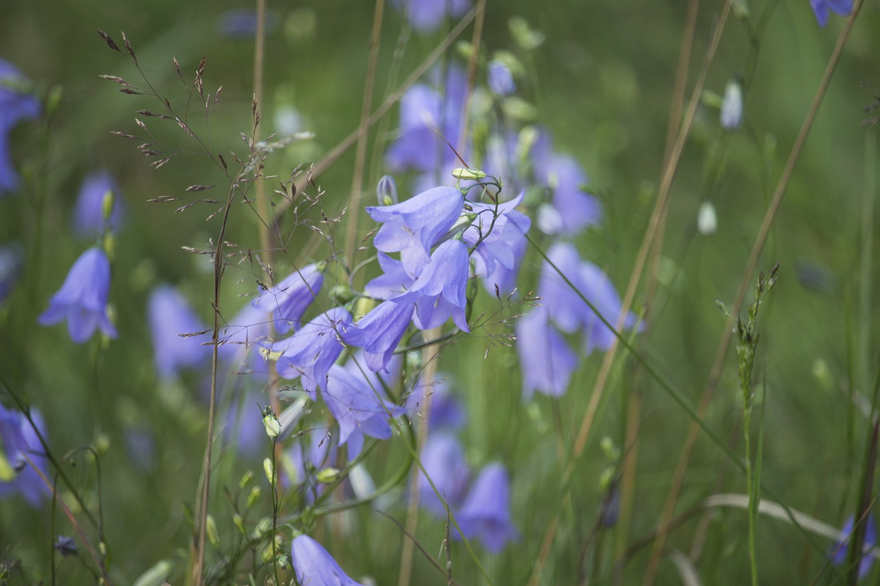 forest  ringtones  flowers free photo