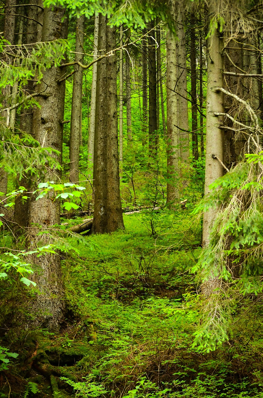 forest  trees  nature free photo