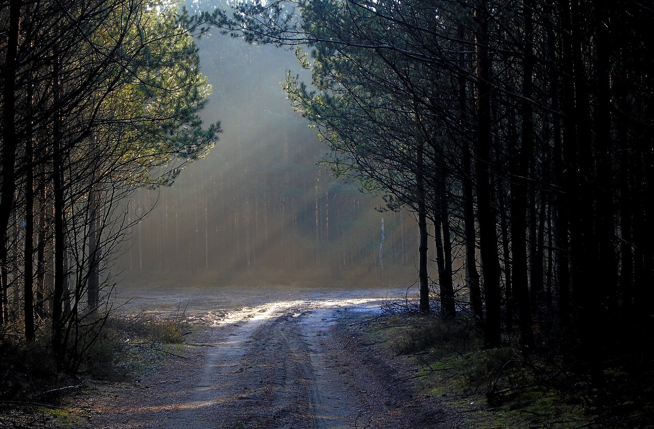 forest  light  mood free photo