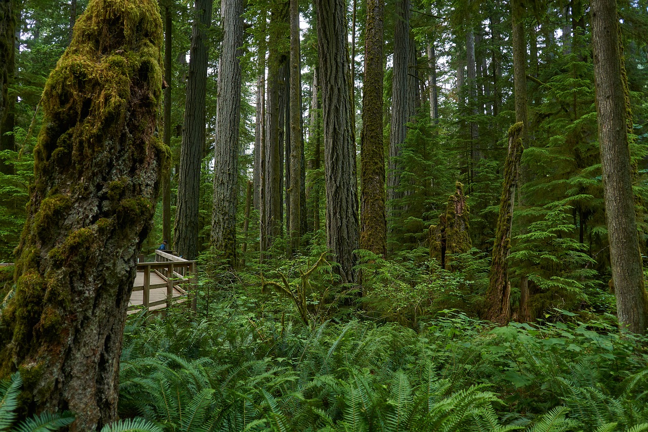 forest  rainforest  nature free photo