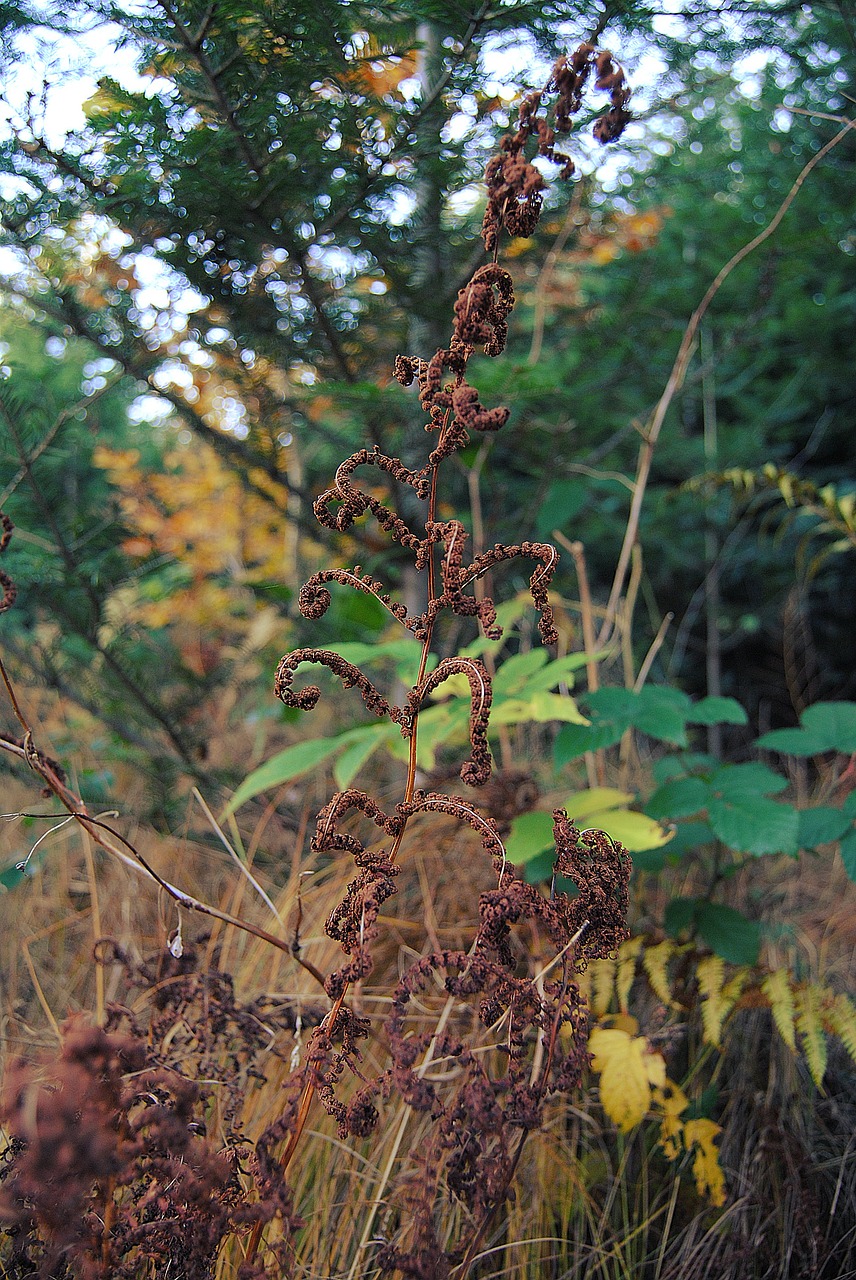 forest  autumn  gold free photo