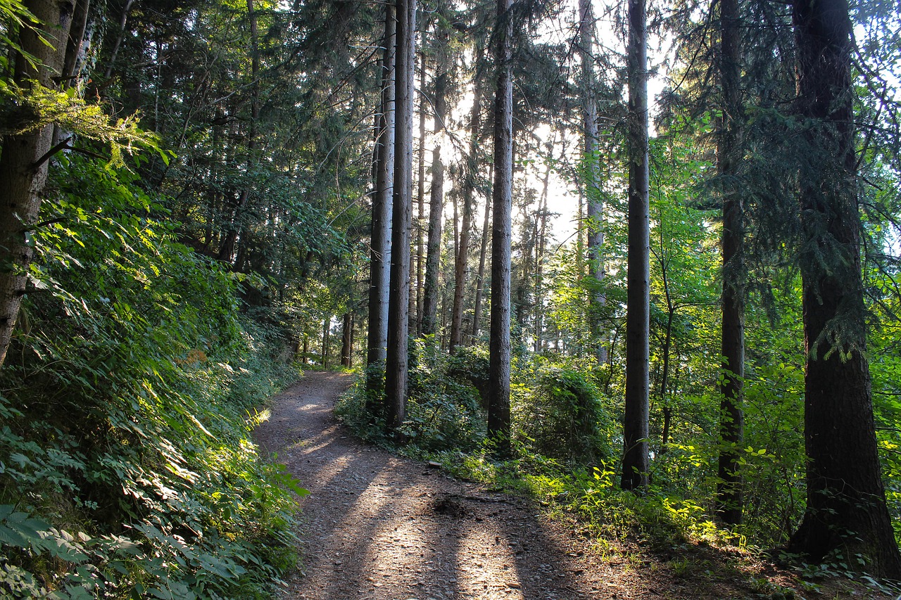 forest  forest path  sunbeam free photo