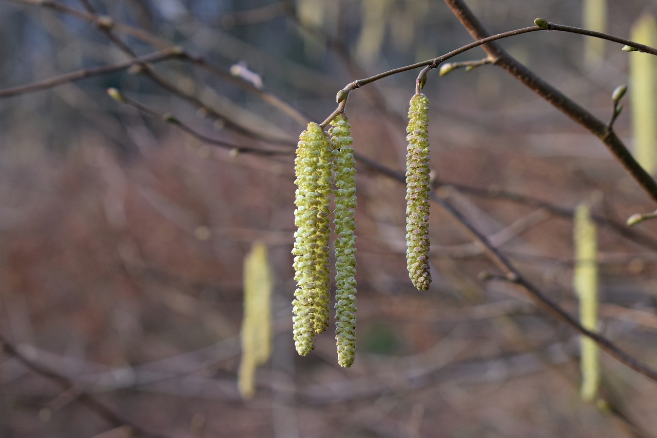 forest  spring  nature free photo