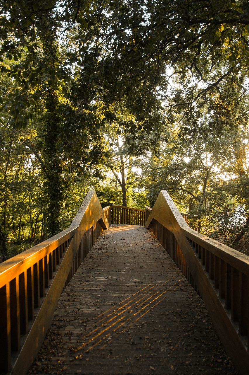 forest  trees  bridge free photo