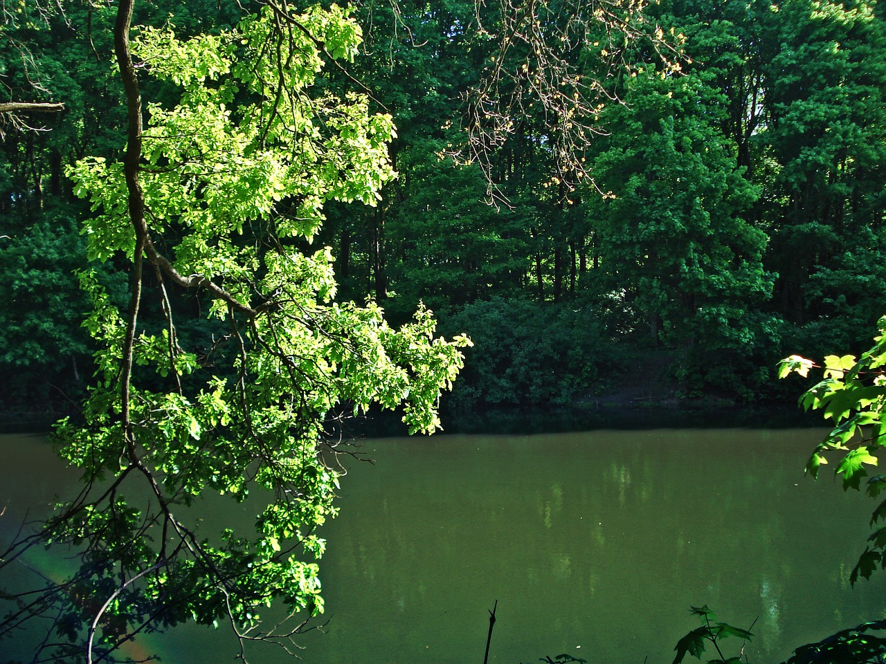 forest pond trees free photo