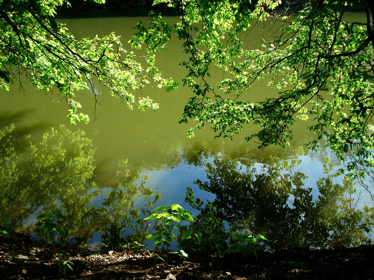 forest pond trees free photo