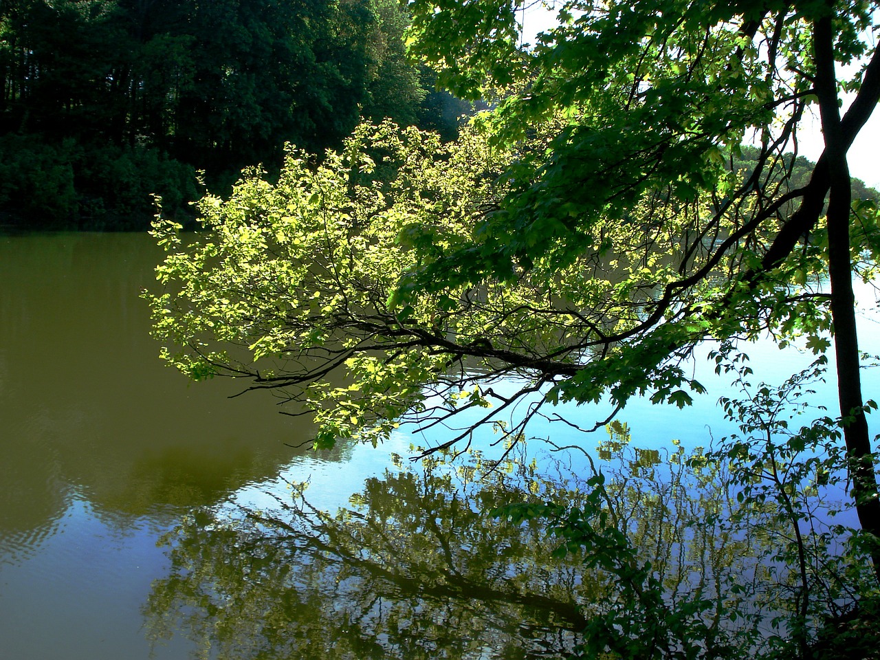 forest pond tree free photo