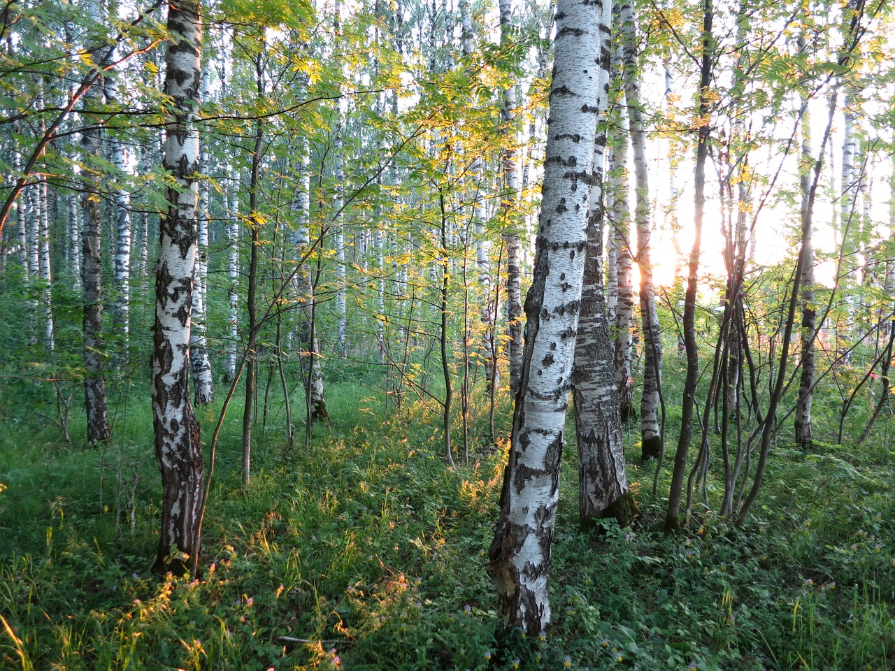 forest  light  summer free photo