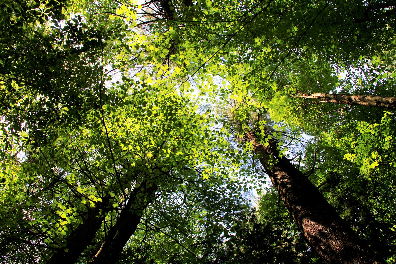 forest  trees  leaves free photo