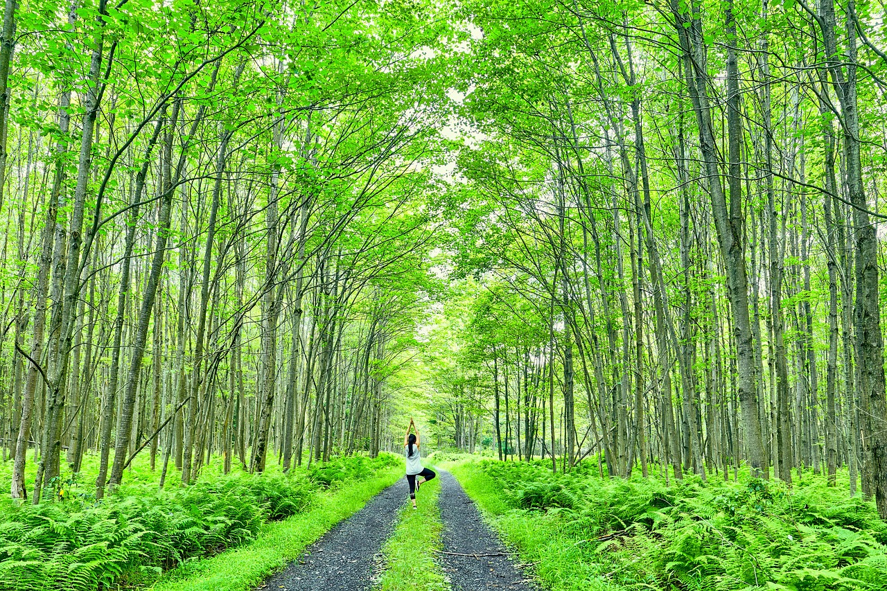 forest  green  trees free photo