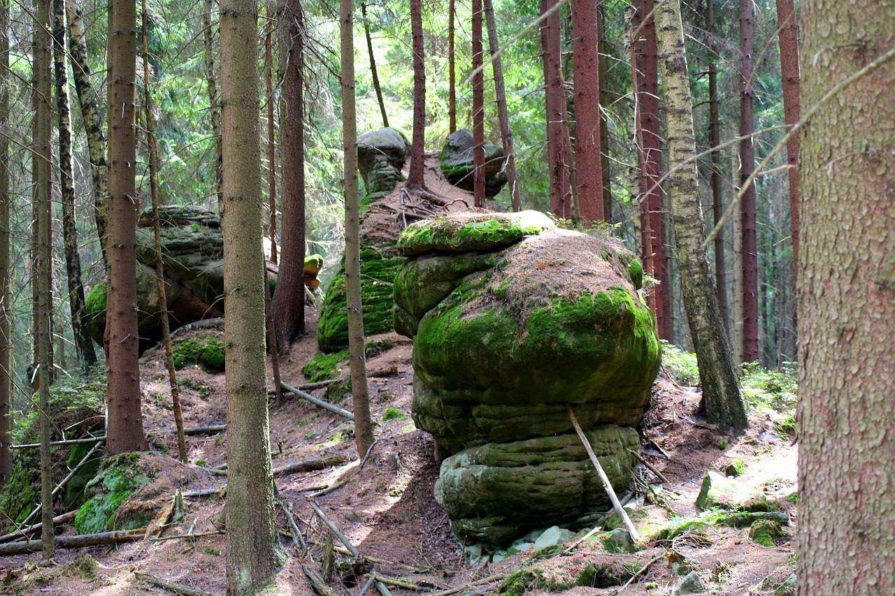 forest  boulders  rocks free photo