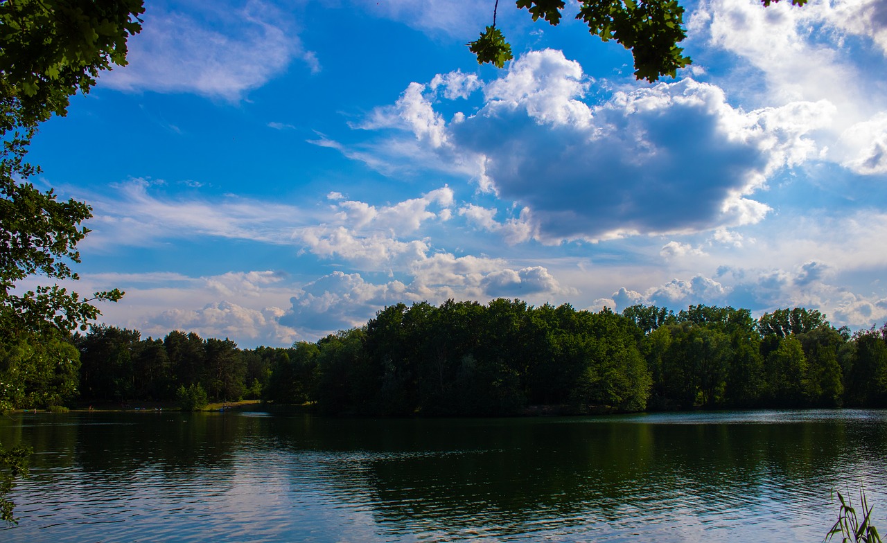 forest  water  lake free photo