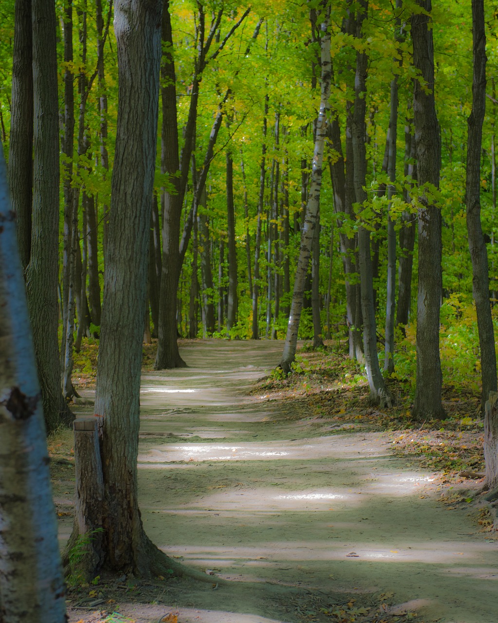 forest  walkway  nature free photo