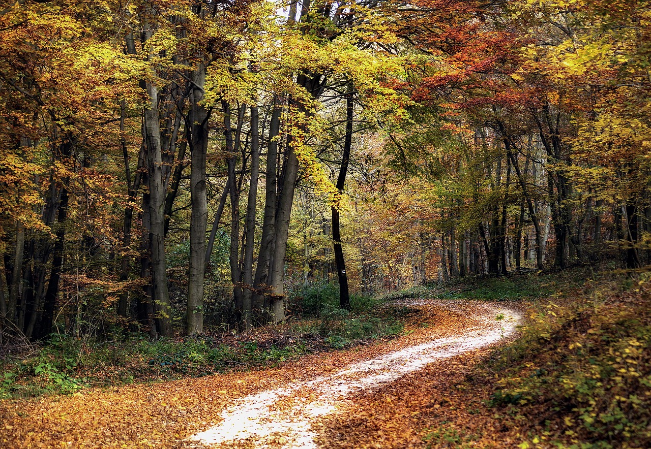 forest  autumn  road free photo