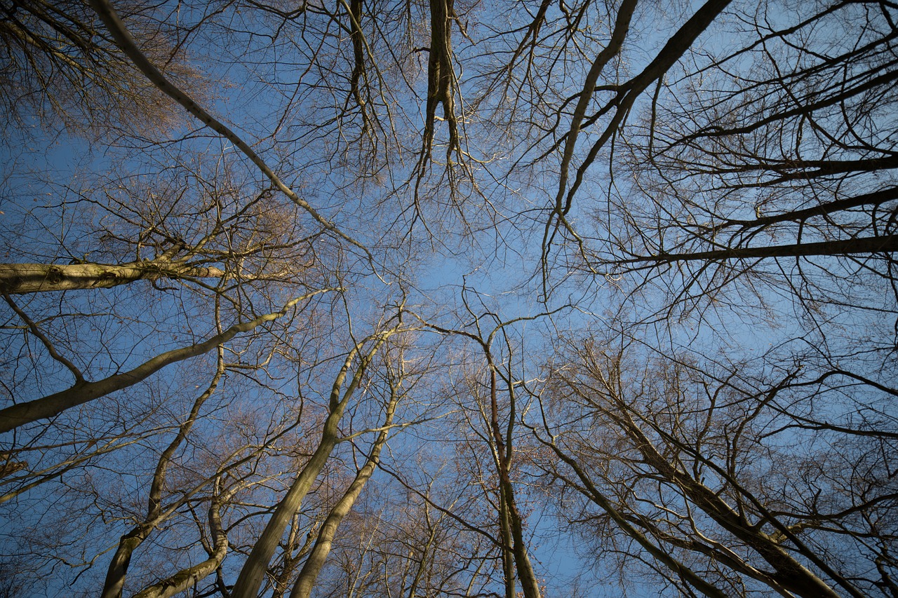 forest  trees  nature free photo