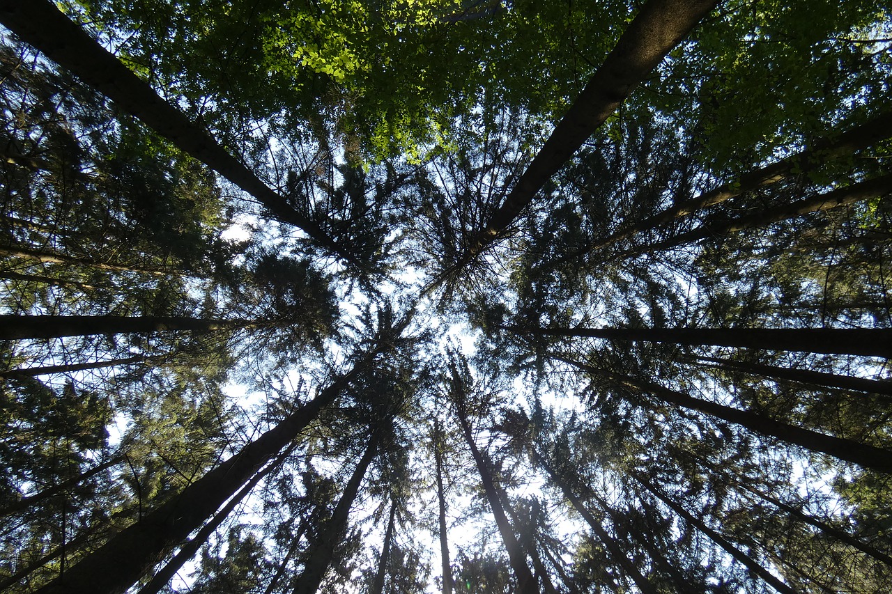 forest  sky  trees free photo